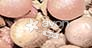 Obrázek k výrobku Bronzové tónovací perly Avon Glow varianta - Pink Bronze
